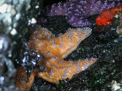 ocean gems