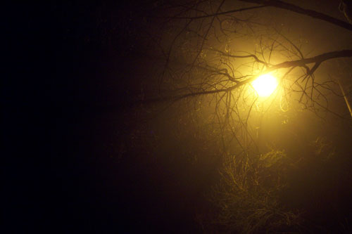 foggy_night_branch.jpg
